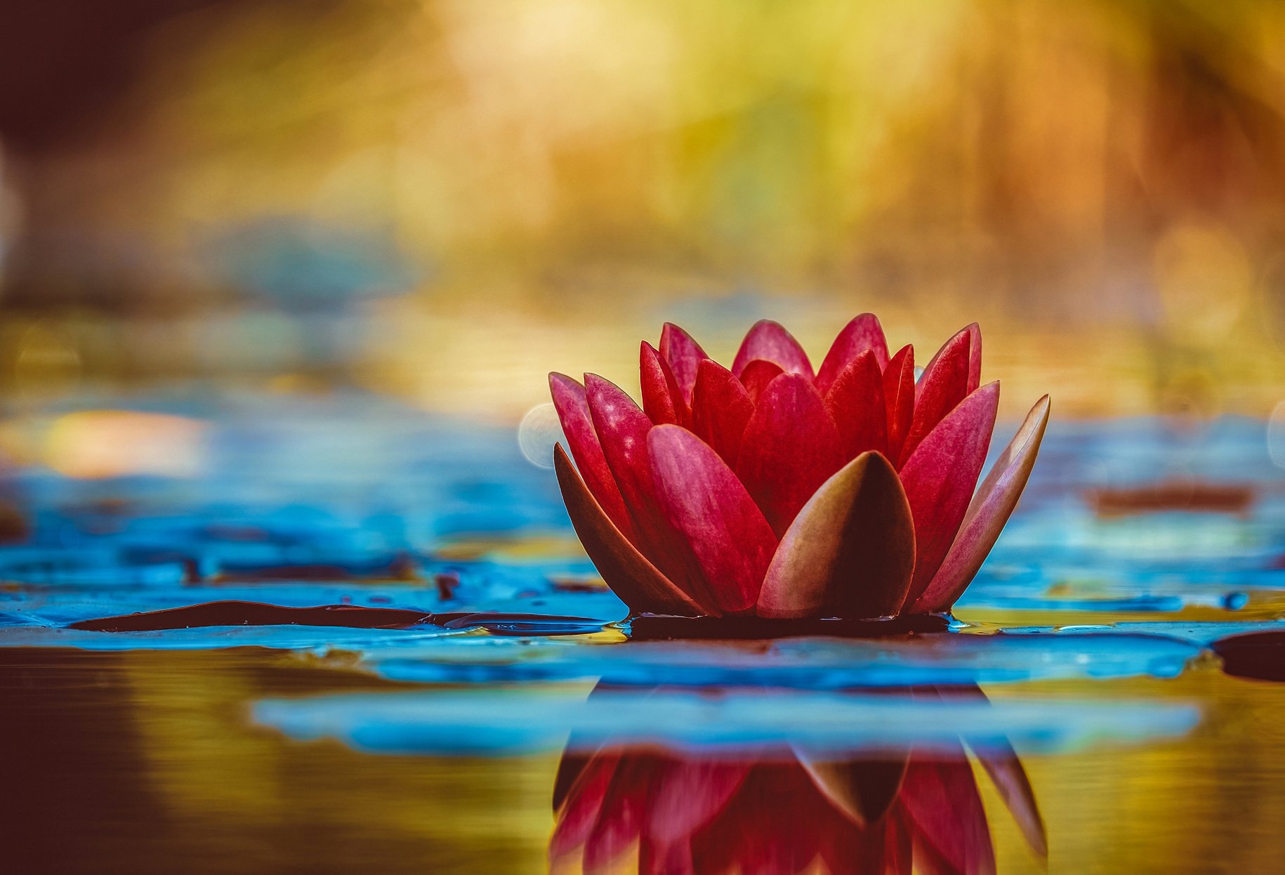 Water Lily Flower